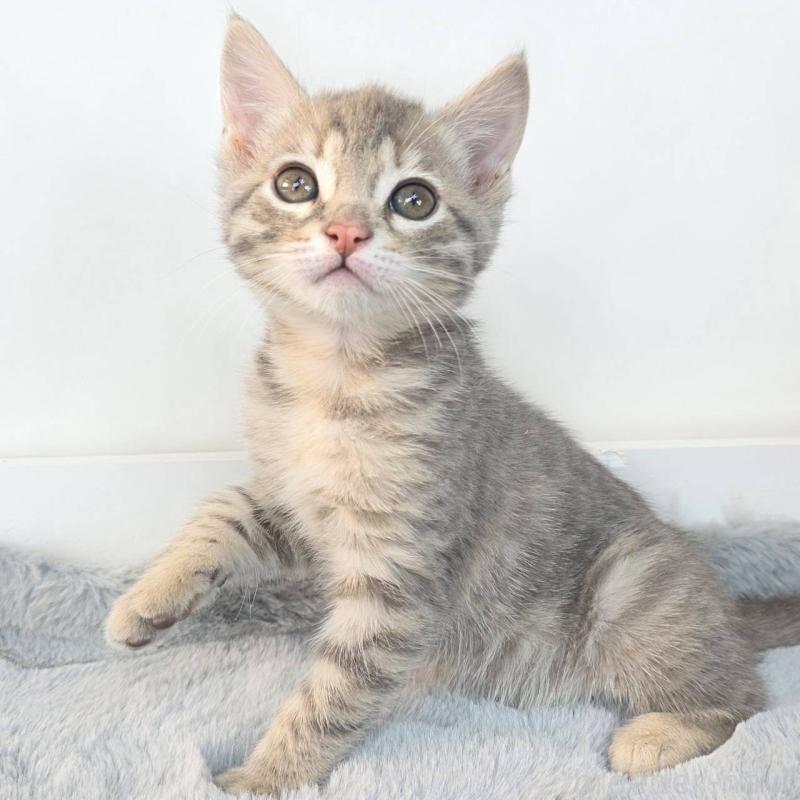 販売中の茨城県のジェネッタ-136340の5枚目