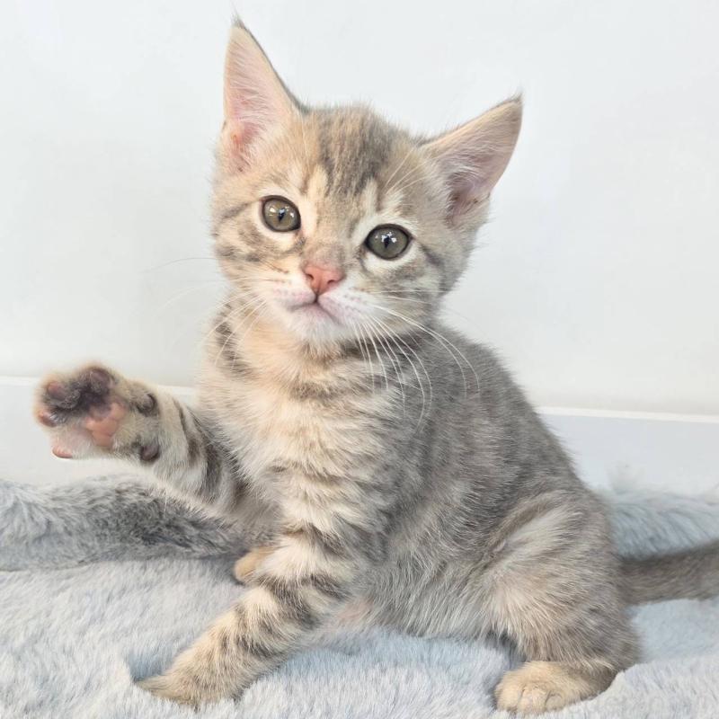 販売中の茨城県のジェネッタ-136340の4枚目