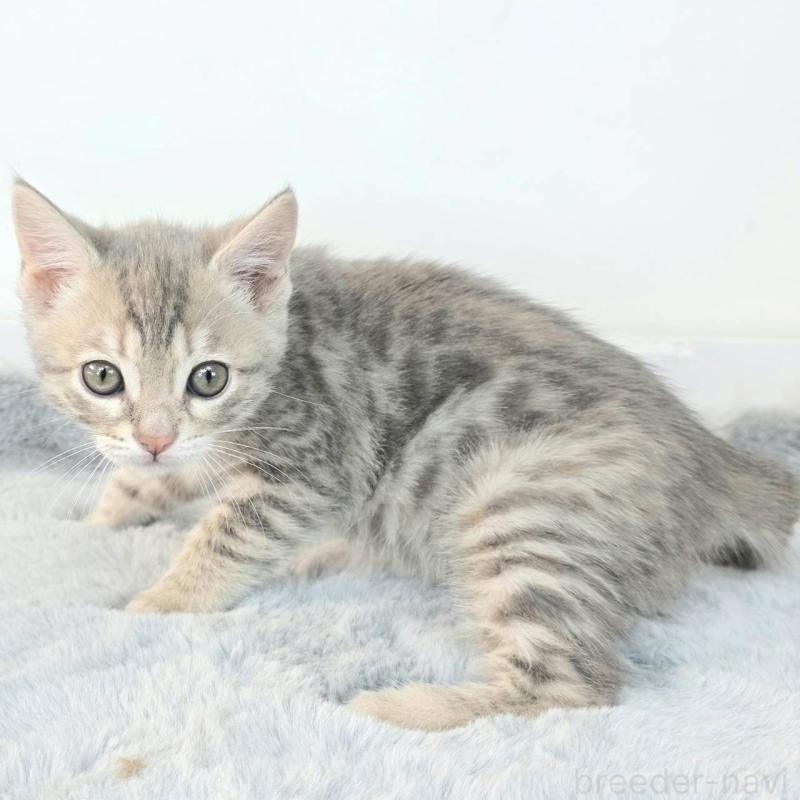 販売中の茨城県のジェネッタ-136340の3枚目