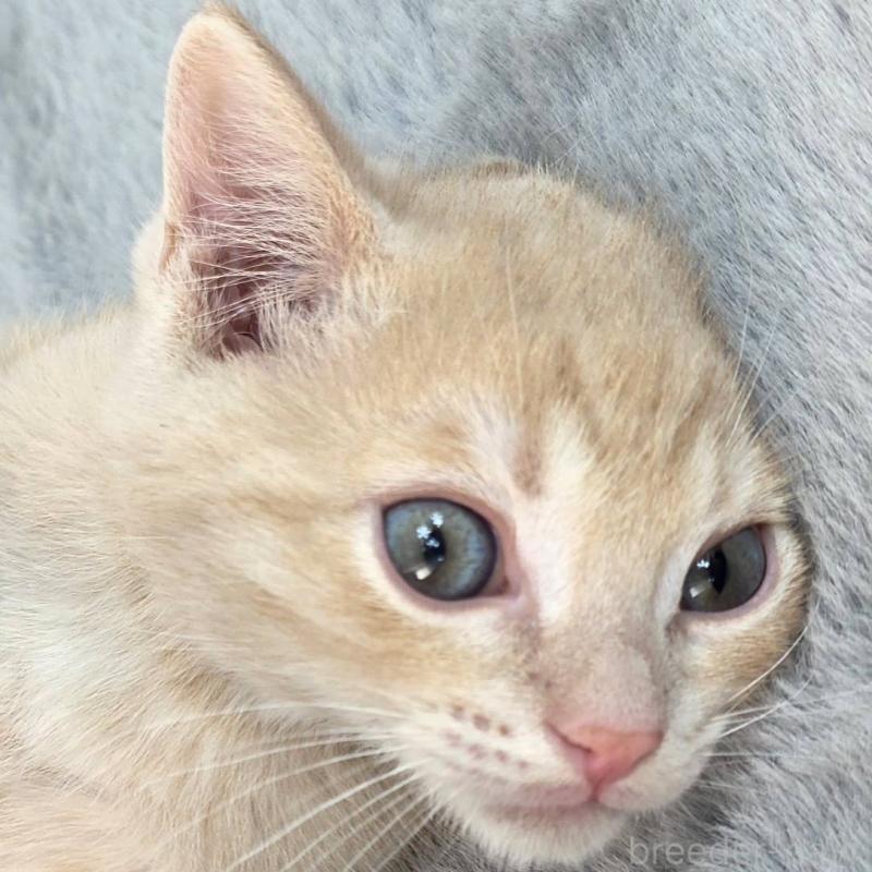 販売中の茨城県のジェネッタ-136341の5枚目