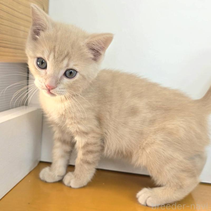 販売中の茨城県のジェネッタ-136341の4枚目