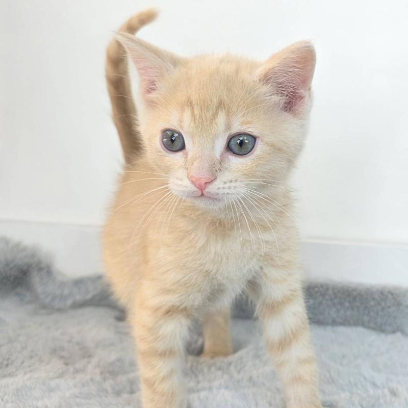 販売中の茨城県のジェネッタ-136341の3枚目