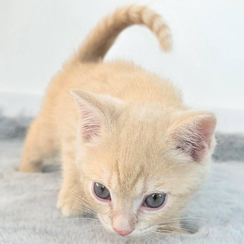 販売中の茨城県のジェネッタ-136341の2枚目