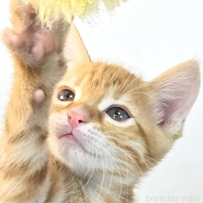 販売中の茨城県のジェネッタ-136342の1枚目