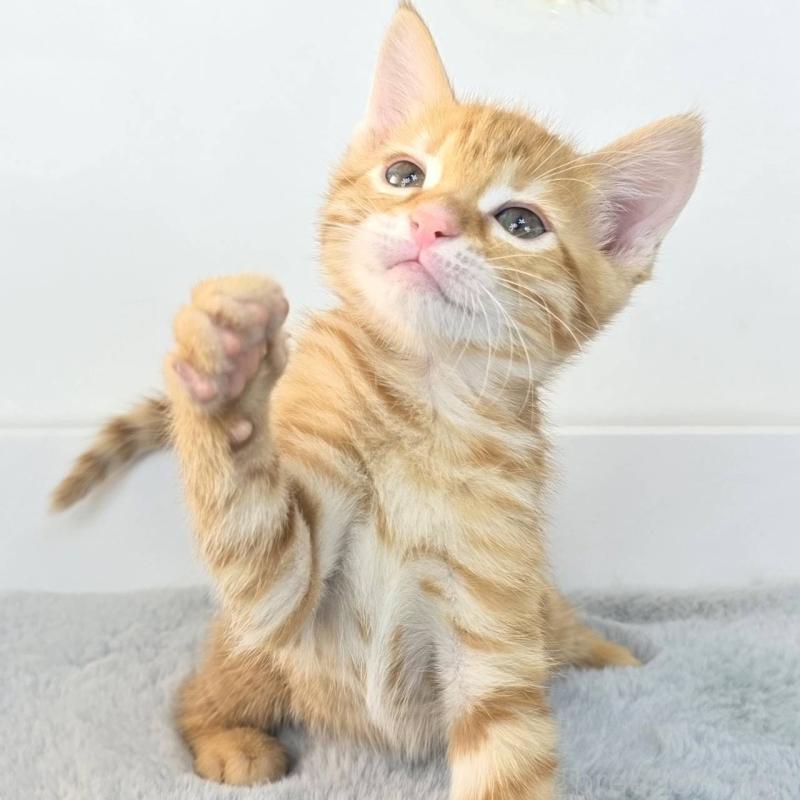 販売中の茨城県のジェネッタ-136342の5枚目