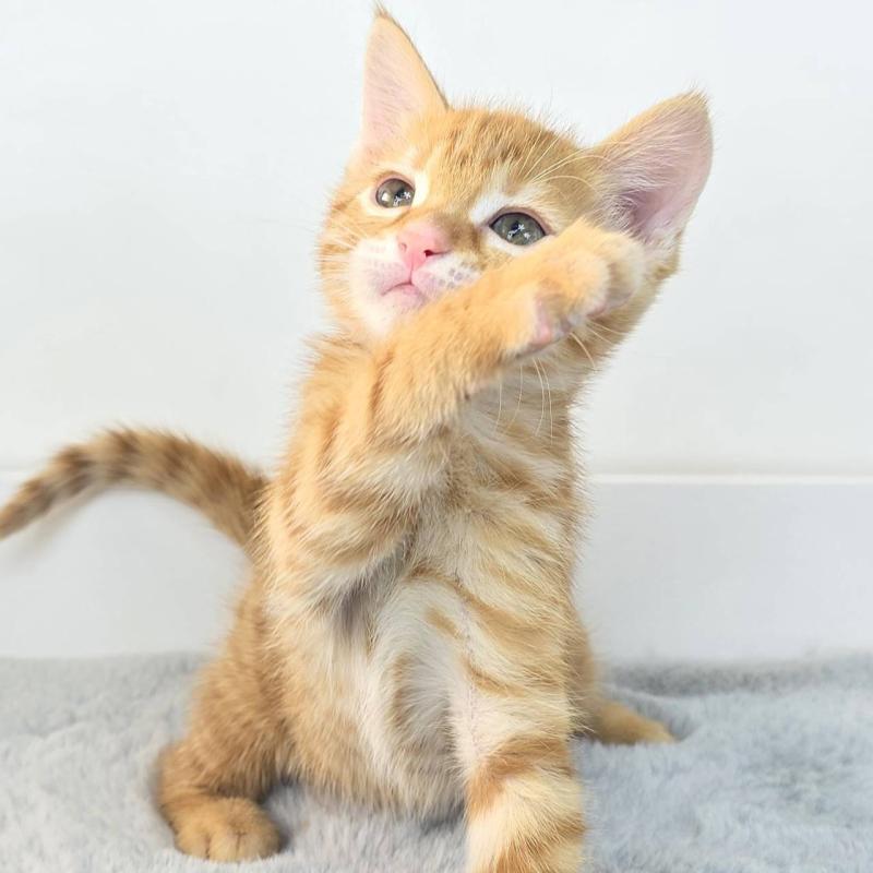 販売中の茨城県のジェネッタ-136342の4枚目