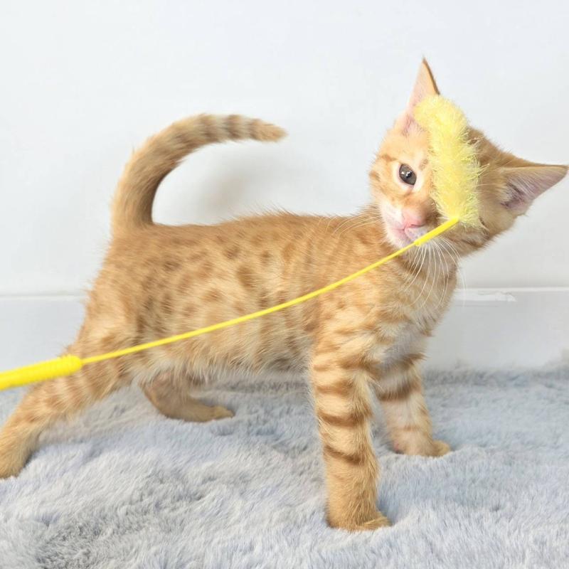 販売中の茨城県のジェネッタ-136342の3枚目