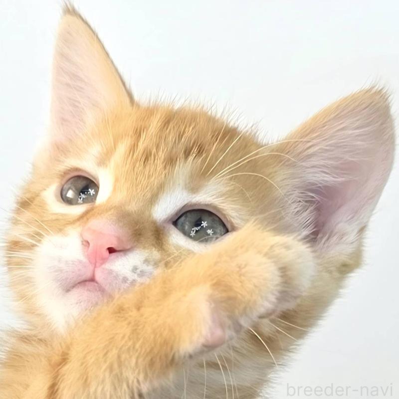 販売中の茨城県のジェネッタ-136342の2枚目