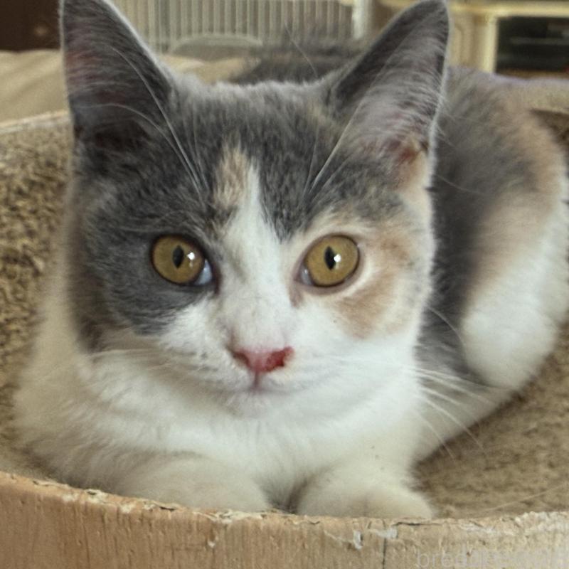 販売中の静岡県のスコティッシュフォールド-134668