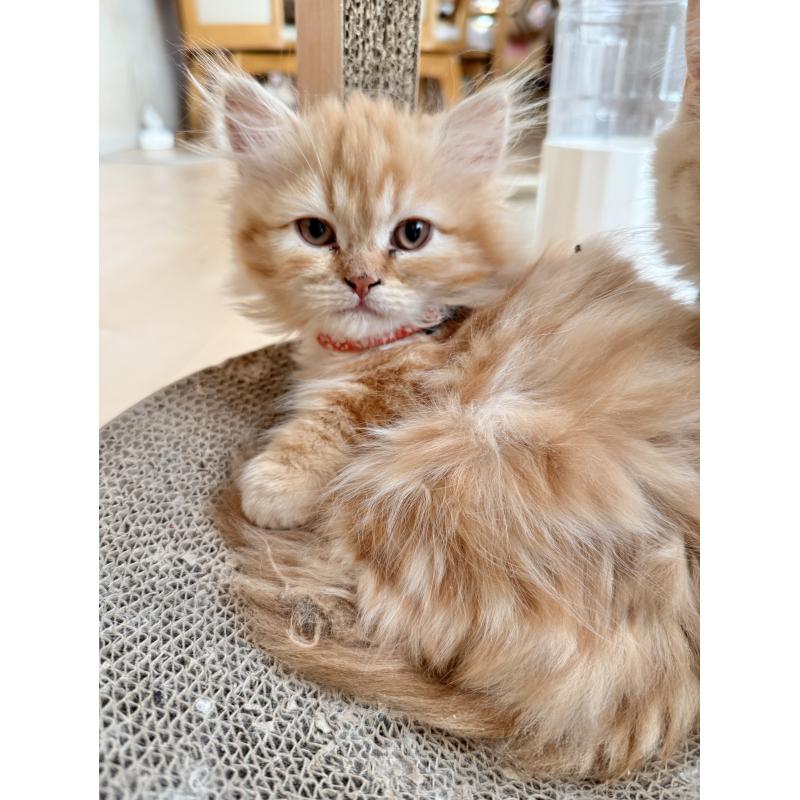 販売中の栃木県のミヌエット(短足)-135159