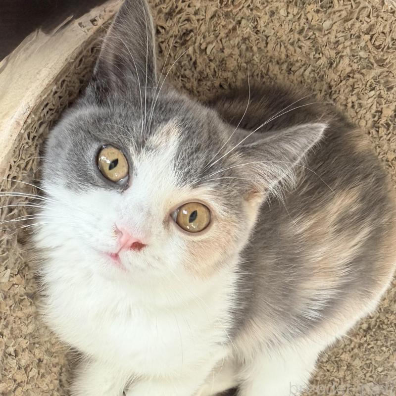 成約済の静岡県のスコティッシュフォールド-134668の4枚目