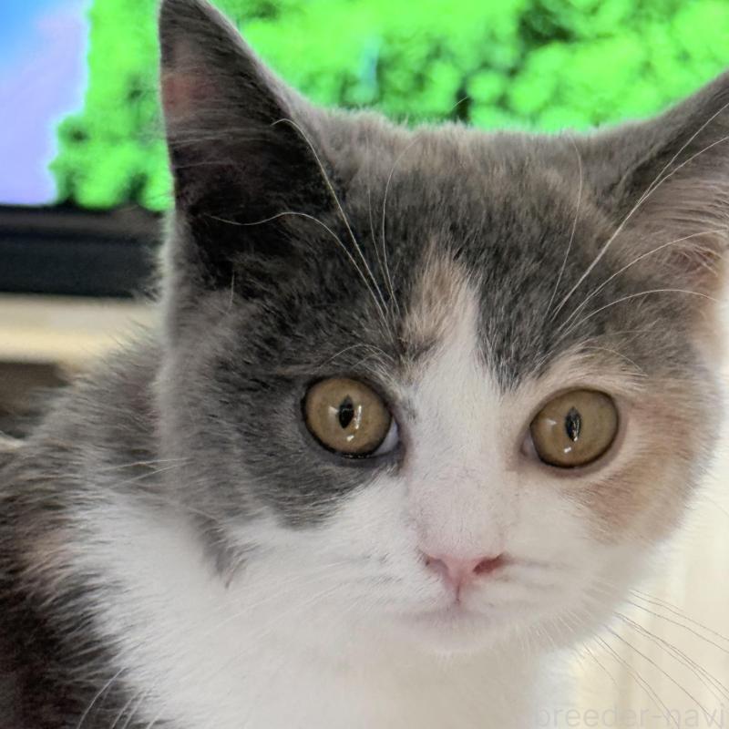 成約済の静岡県のスコティッシュフォールド-134668の3枚目