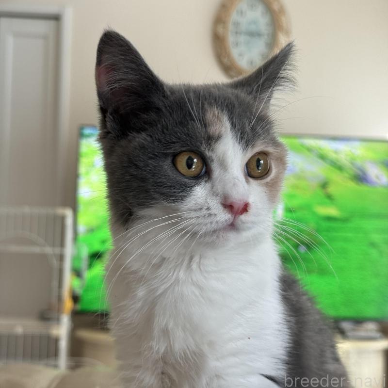 成約済の静岡県のスコティッシュフォールド-134668の2枚目