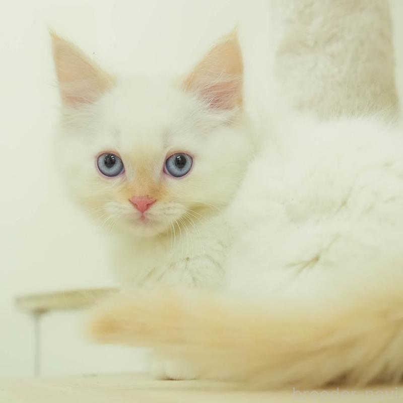 販売中の埼玉県のマンチカン-136343の1枚目