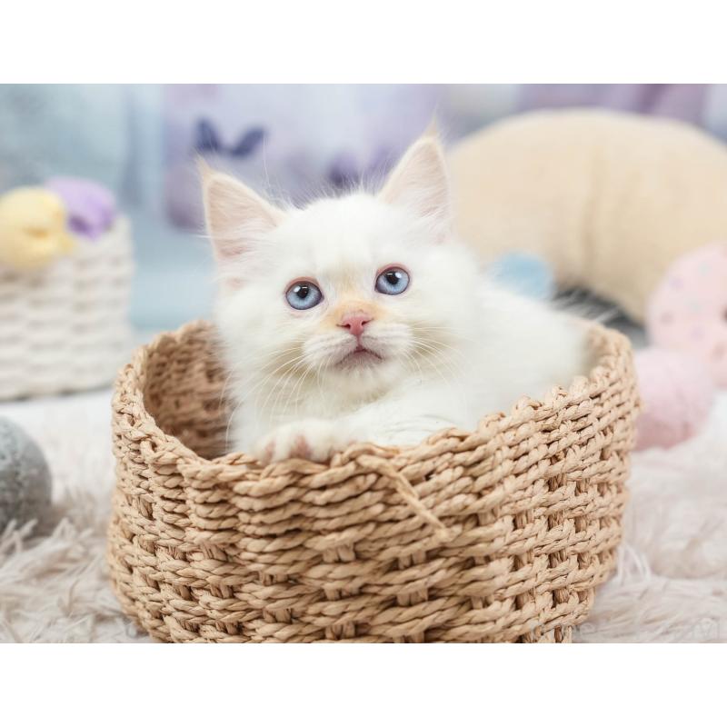 販売中の埼玉県のマンチカン-136343の11枚目