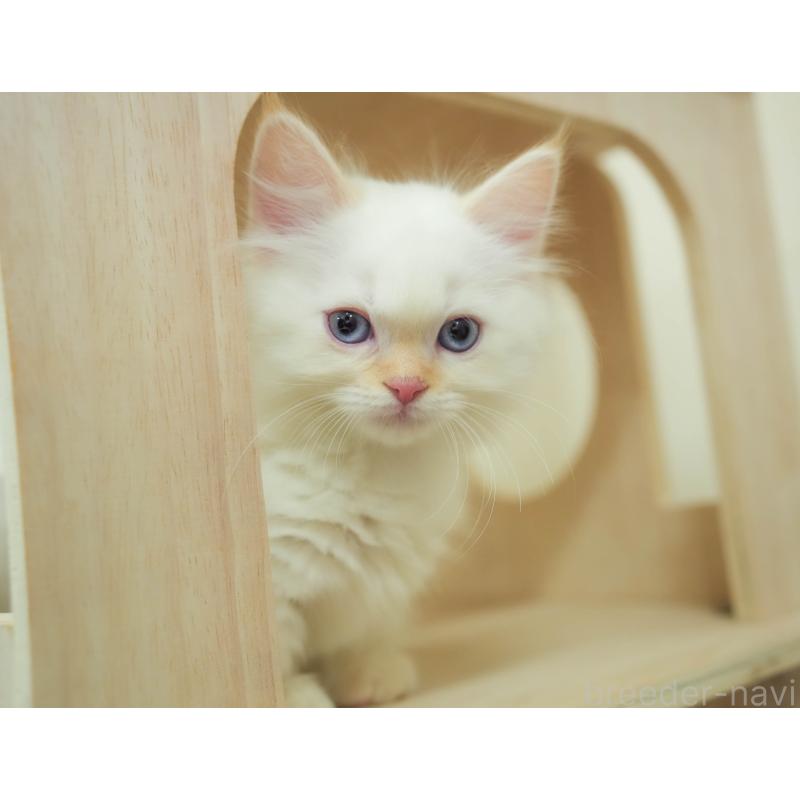 販売中の埼玉県のマンチカン-136343の10枚目