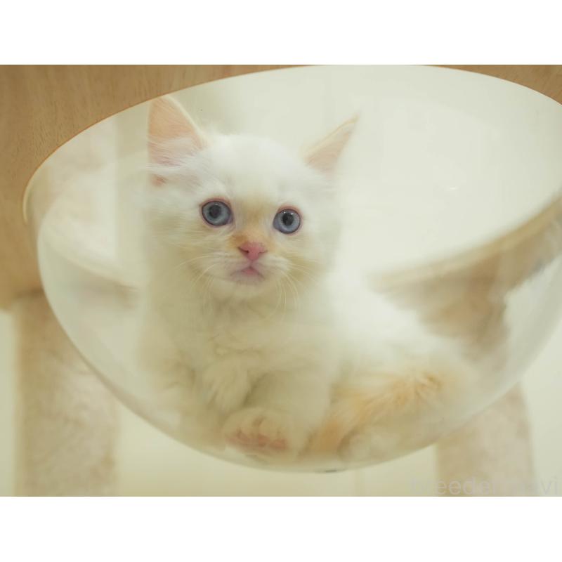 販売中の埼玉県のマンチカン-136343の9枚目