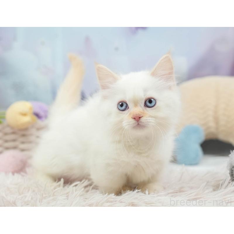 販売中の埼玉県のマンチカン-136343の7枚目