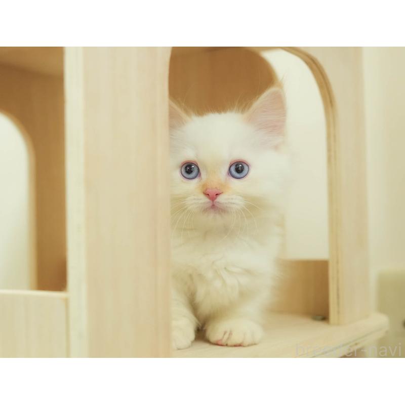 販売中の埼玉県のマンチカン-136343の6枚目