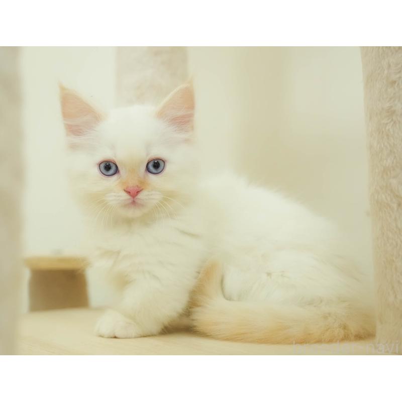 販売中の埼玉県のマンチカン-136343の5枚目