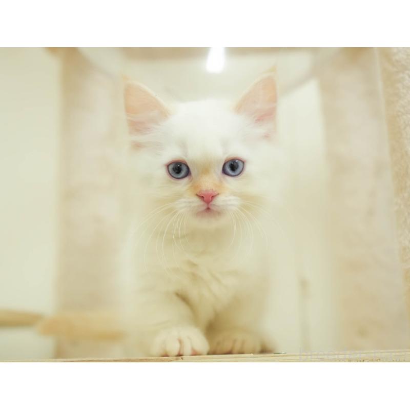 販売中の埼玉県のマンチカン-136343の4枚目