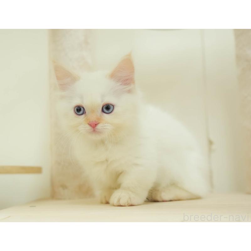 販売中の埼玉県のマンチカン-136343の3枚目