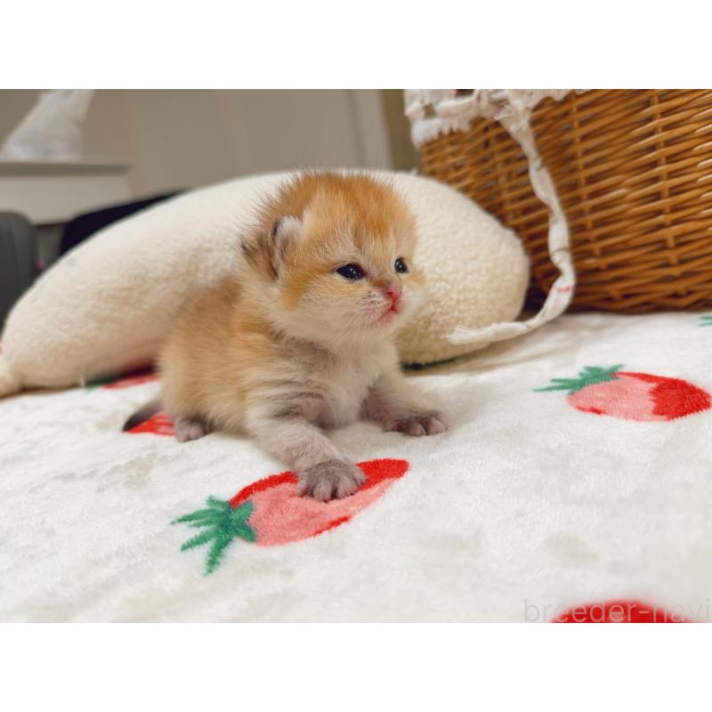 販売中の埼玉県のブリティッシュショートヘア-136099の5枚目