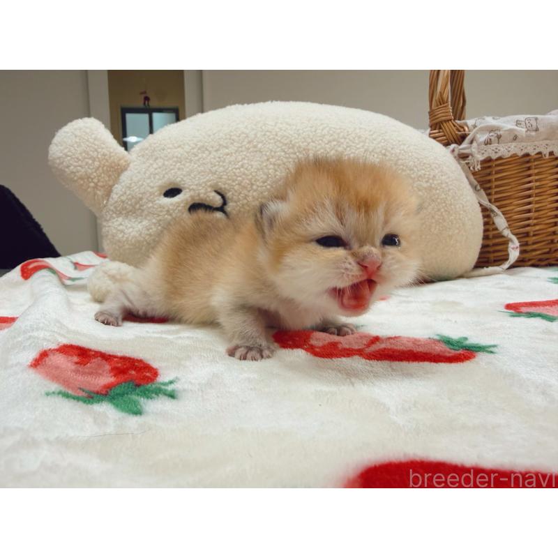 販売中の埼玉県のブリティッシュショートヘア-136099の4枚目