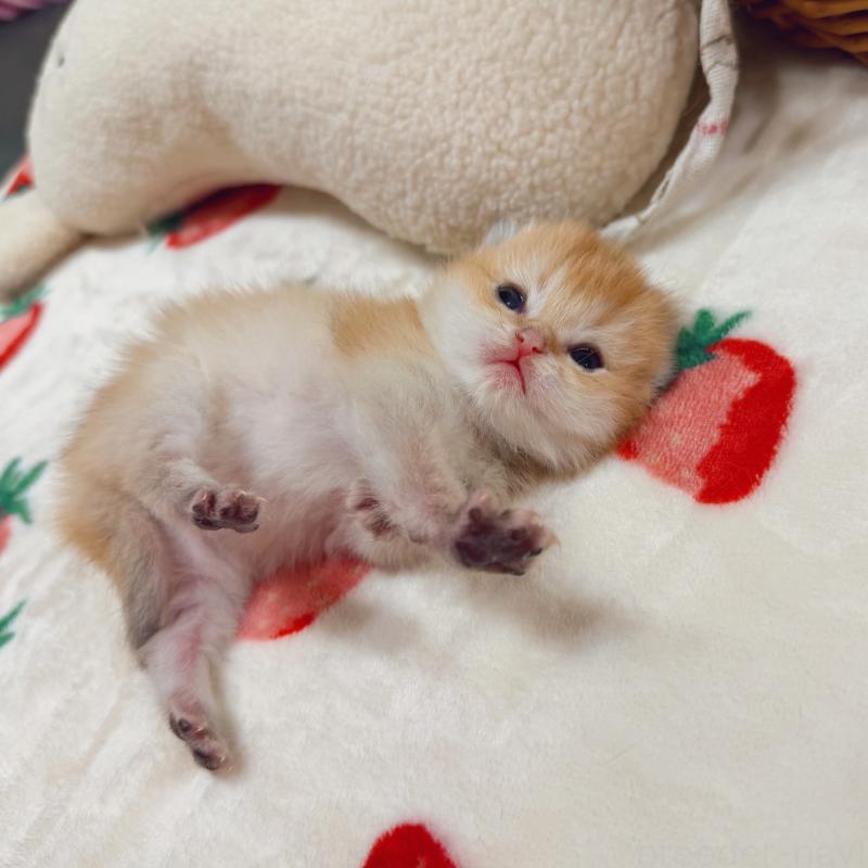 販売中の埼玉県のブリティッシュショートヘア-136099の3枚目