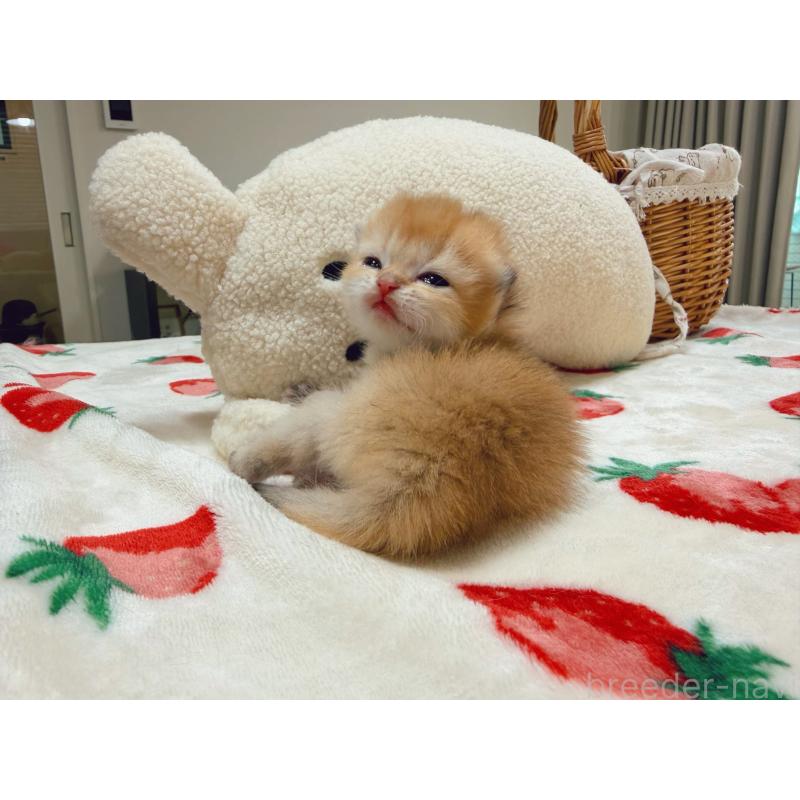 販売中の埼玉県のブリティッシュショートヘア-136099の2枚目