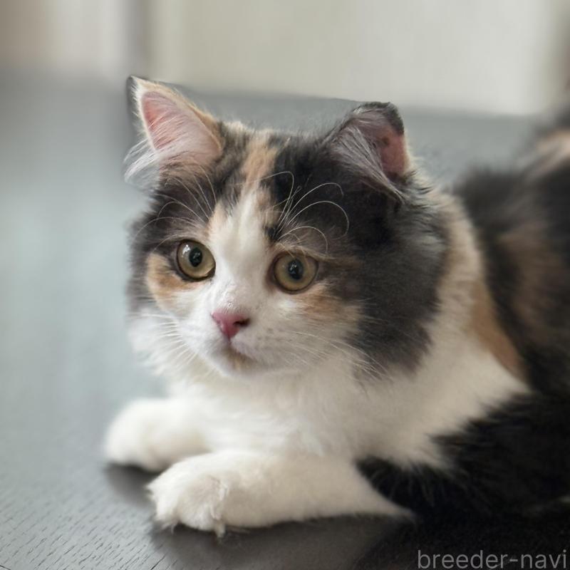 販売中の静岡県のスコティッシュフォールド-136344の1枚目