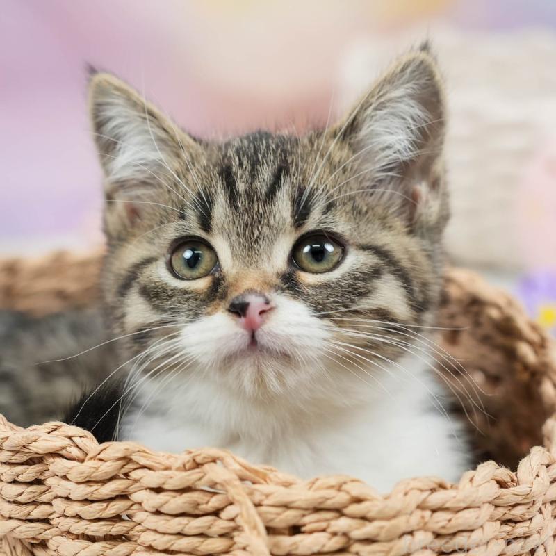 販売中の埼玉県のマンチカン-136345