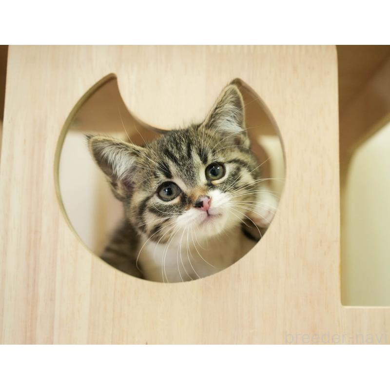 販売中の埼玉県のマンチカン-136345の11枚目