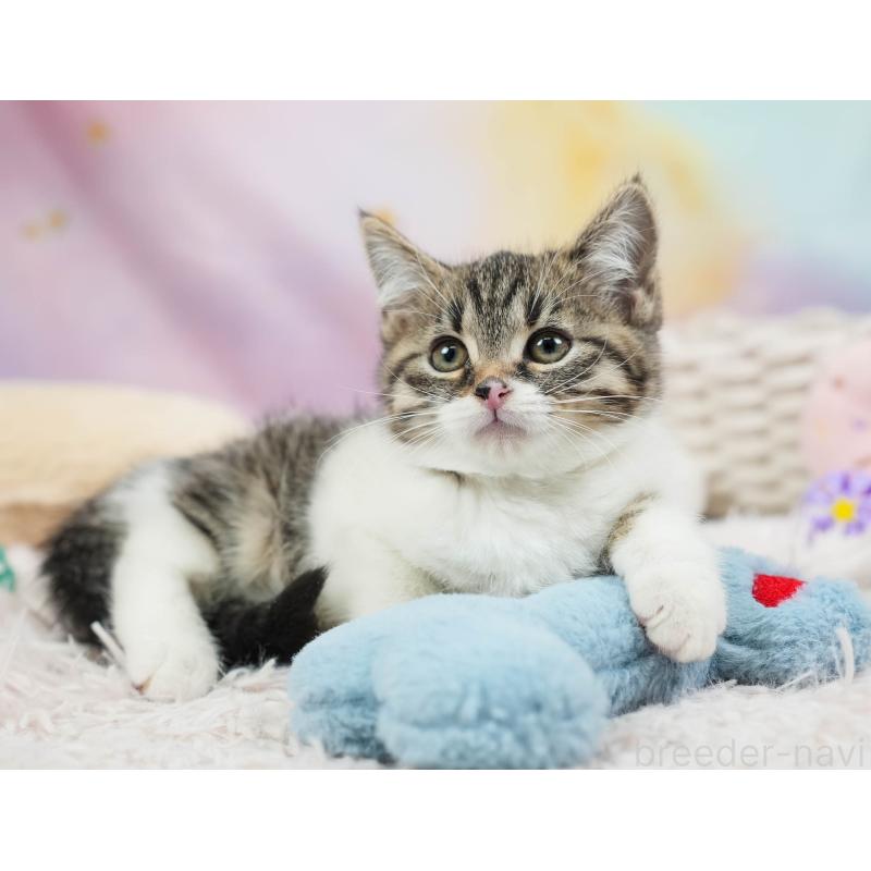 販売中の埼玉県のマンチカン-136345の10枚目