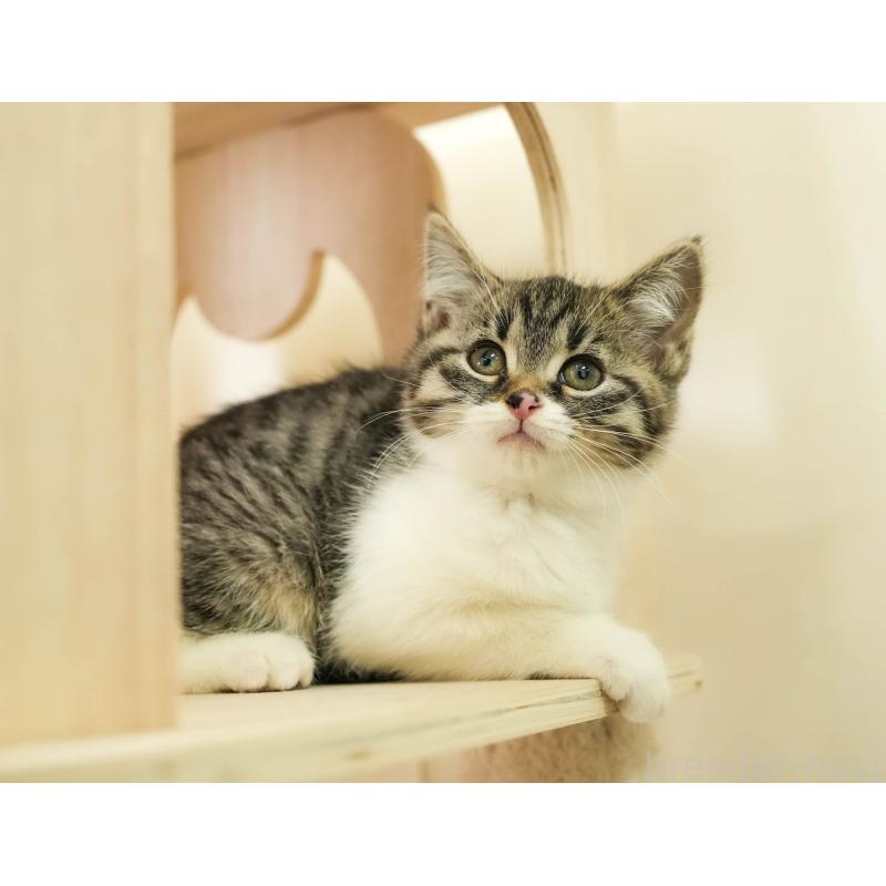 販売中の埼玉県のマンチカン-136345の9枚目