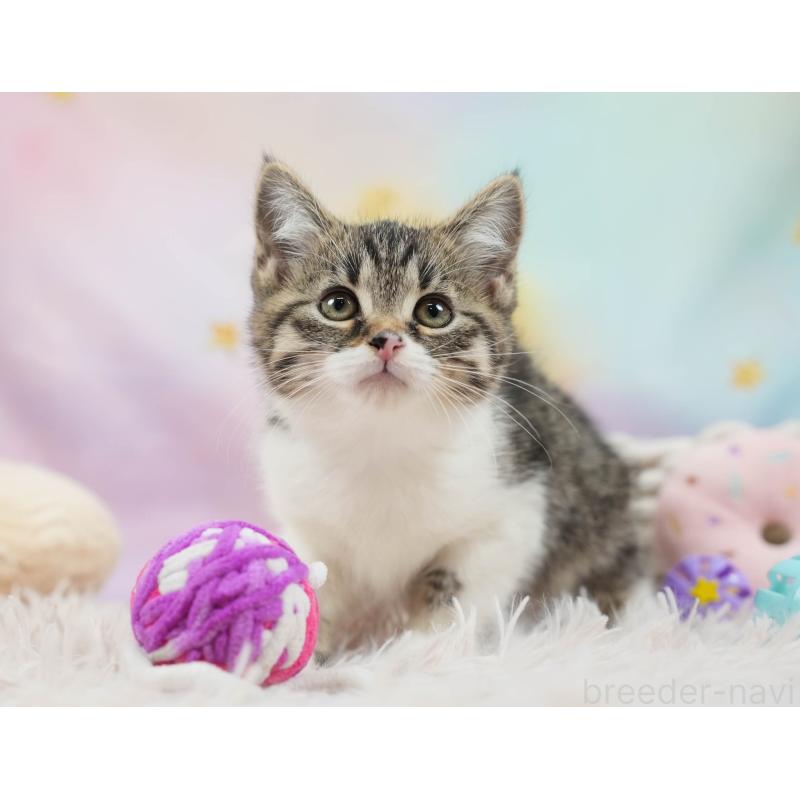 販売中の埼玉県のマンチカン-136345の8枚目