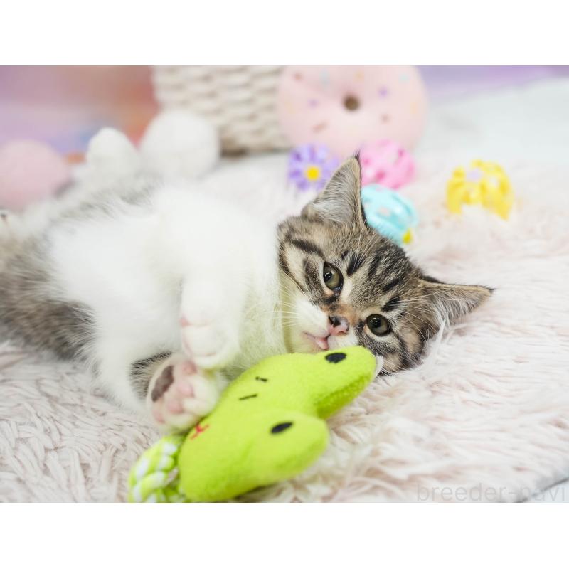 販売中の埼玉県のマンチカン-136345の7枚目