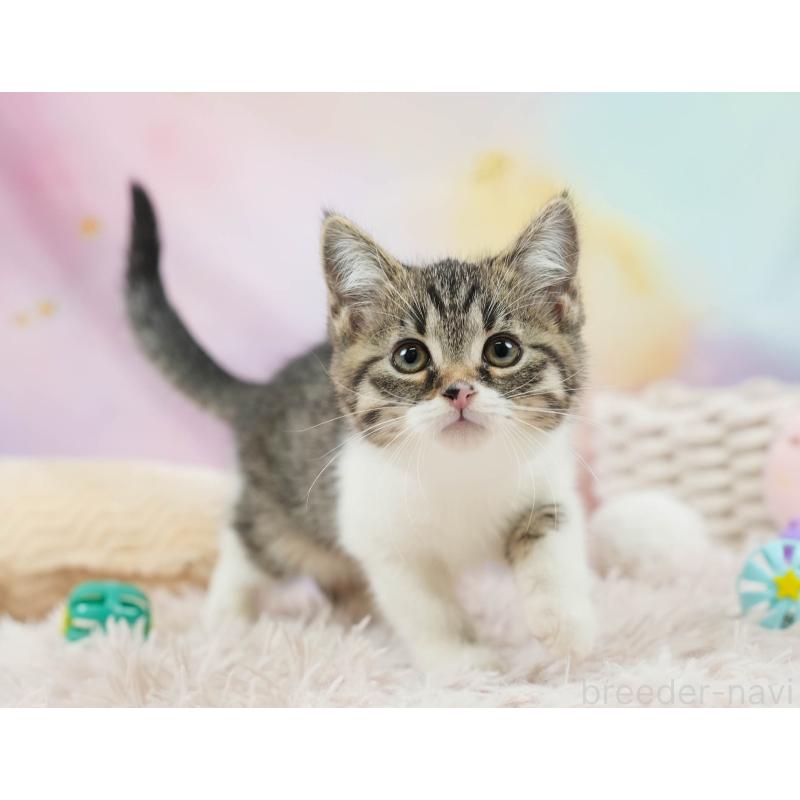 販売中の埼玉県のマンチカン-136345の6枚目