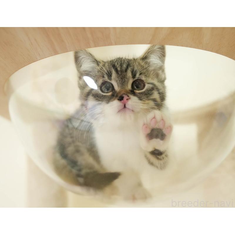 販売中の埼玉県のマンチカン-136345の5枚目