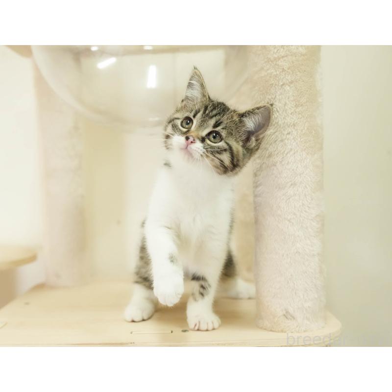 販売中の埼玉県のマンチカン-136345の4枚目