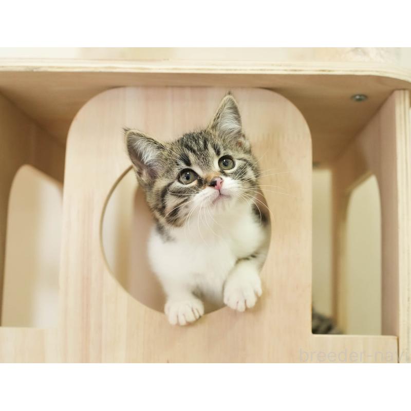 販売中の埼玉県のマンチカン-136345の3枚目