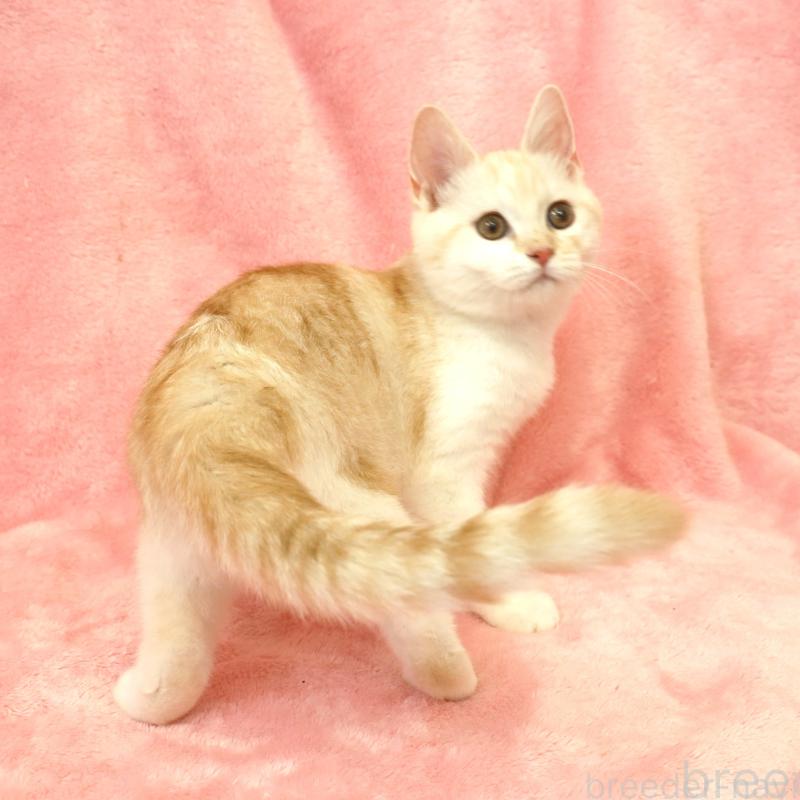 販売中の静岡県のスコティッシュフォールド-136346の5枚目