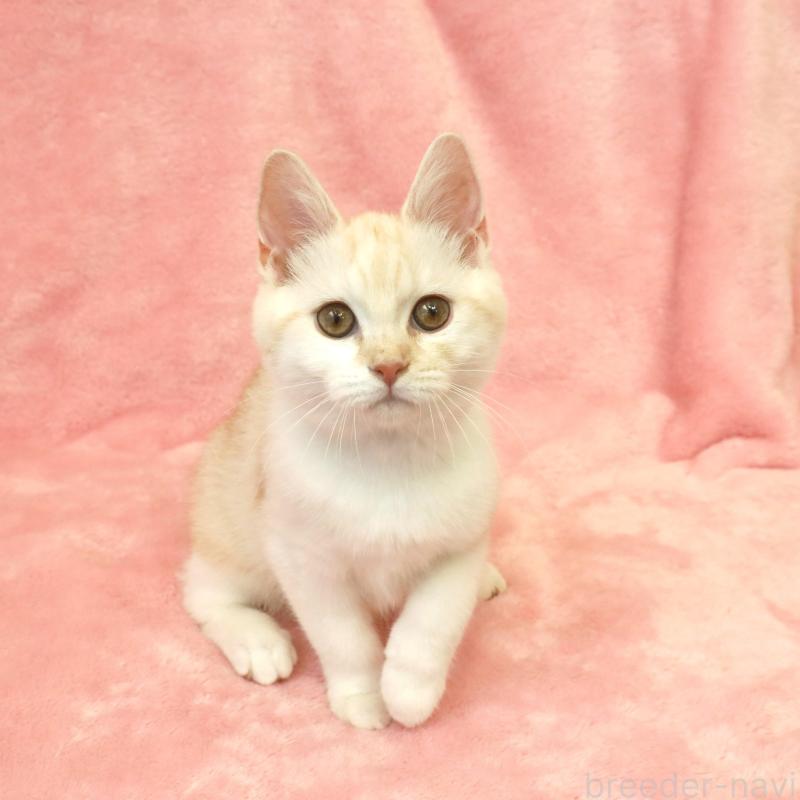 販売中の静岡県のスコティッシュフォールド-136346の4枚目