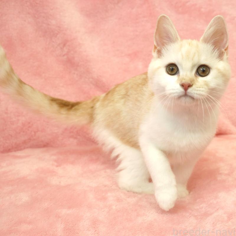 販売中の静岡県のスコティッシュフォールド-136346の3枚目