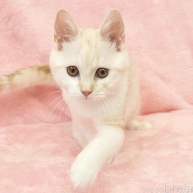 販売中の静岡県のスコティッシュフォールド-136346の2枚目