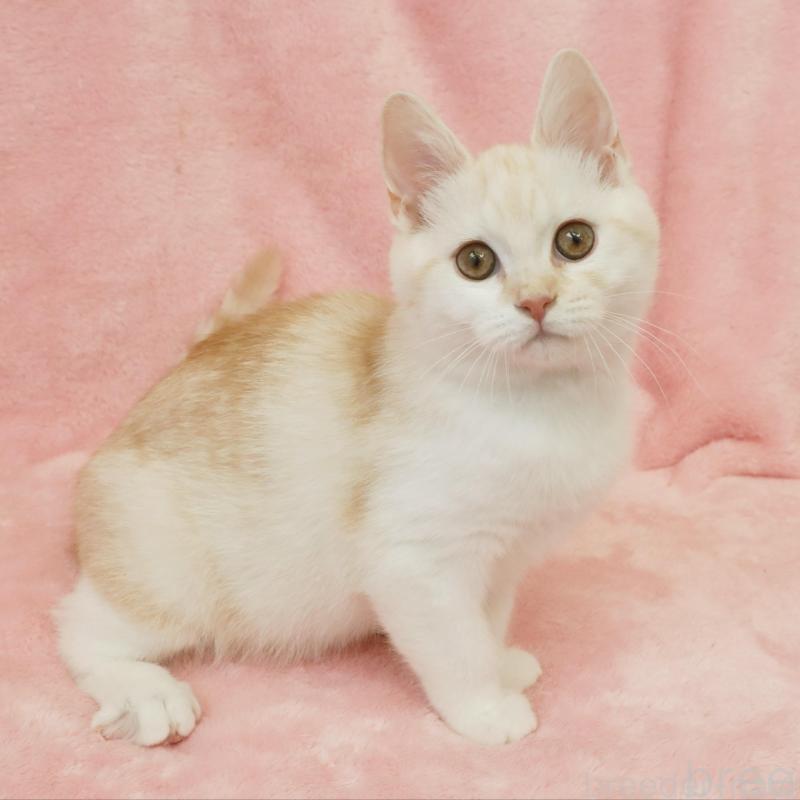 販売中の静岡県のスコティッシュフォールド-136346