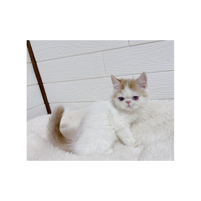 販売中の大阪府のエキゾチックショートヘア-136347の6枚目