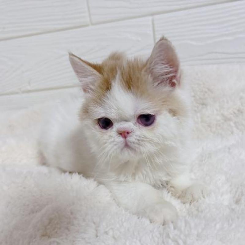 販売中の大阪府のエキゾチックショートヘア-136347の5枚目