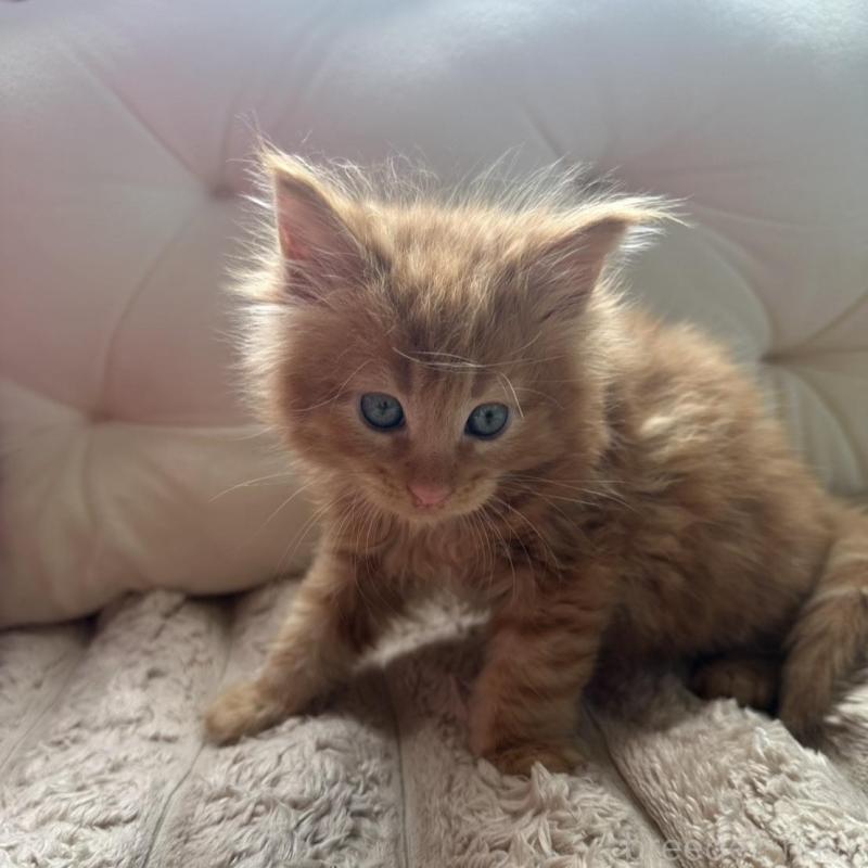 販売中の愛知県のメインクーン-136351の4枚目