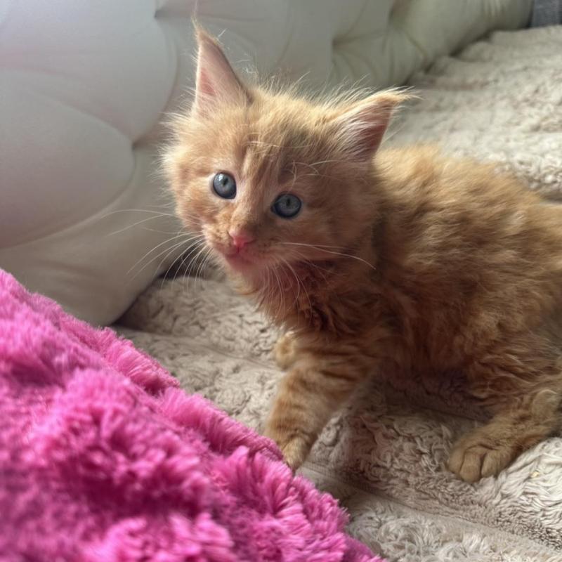 販売中の愛知県のメインクーン-136351の3枚目